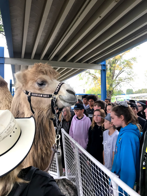 camel presentation