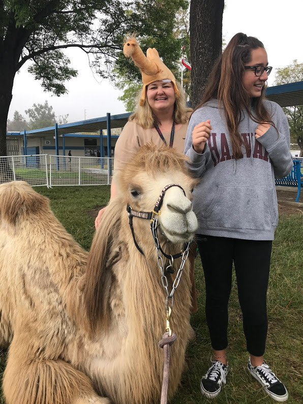 camel presentation2