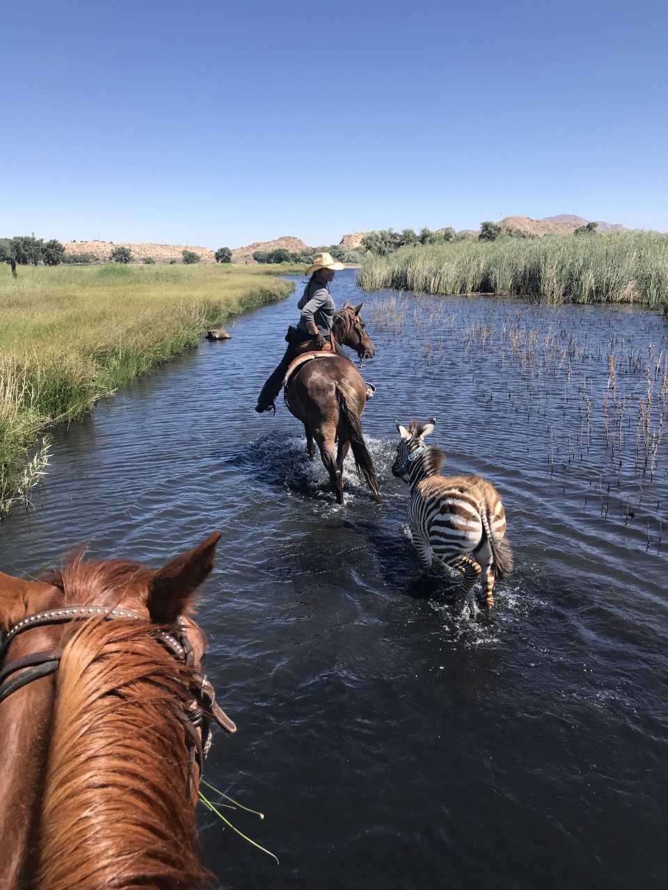 zebra and horse