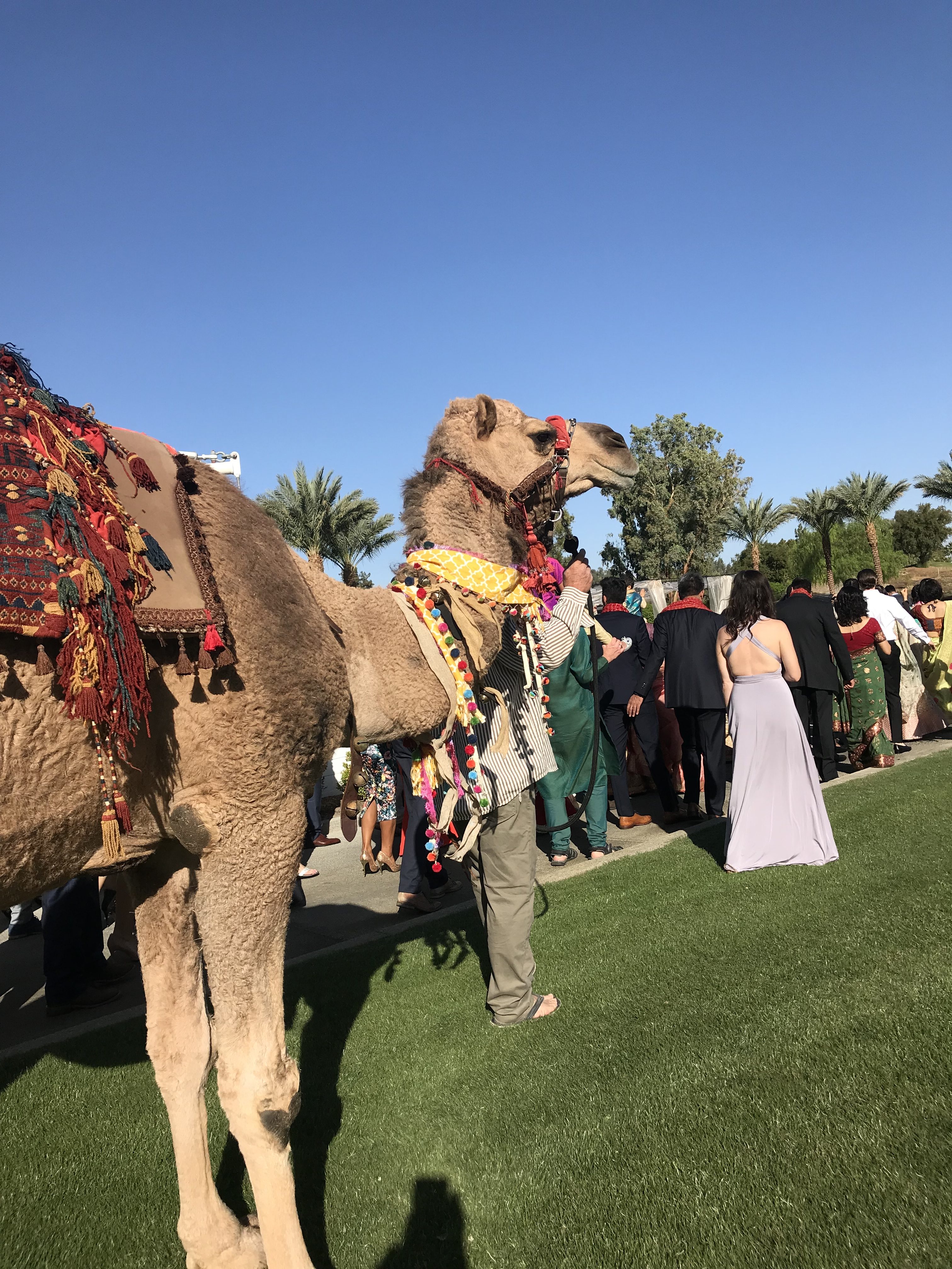 Camel_Wedding1