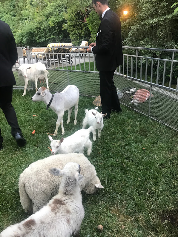 Petting Zoo_Wedding