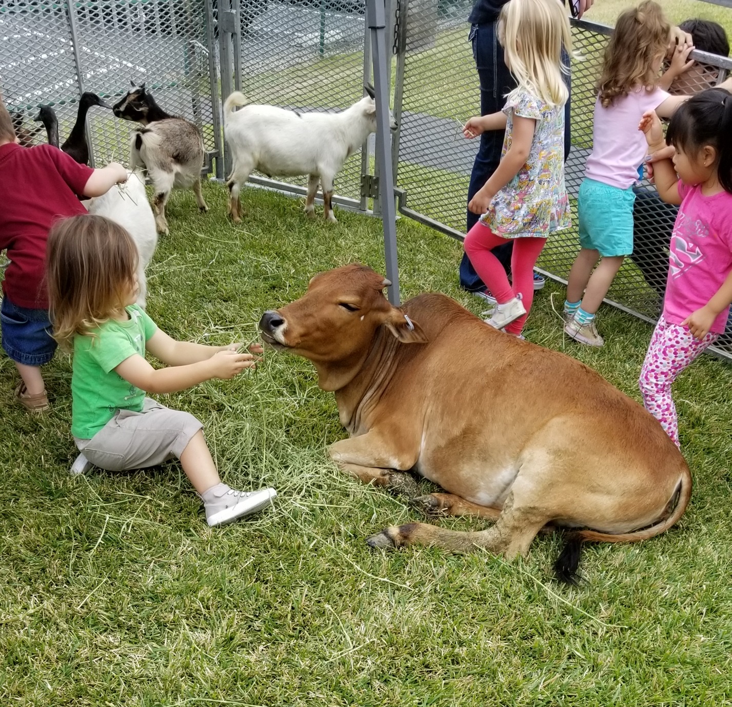 Petting zoo