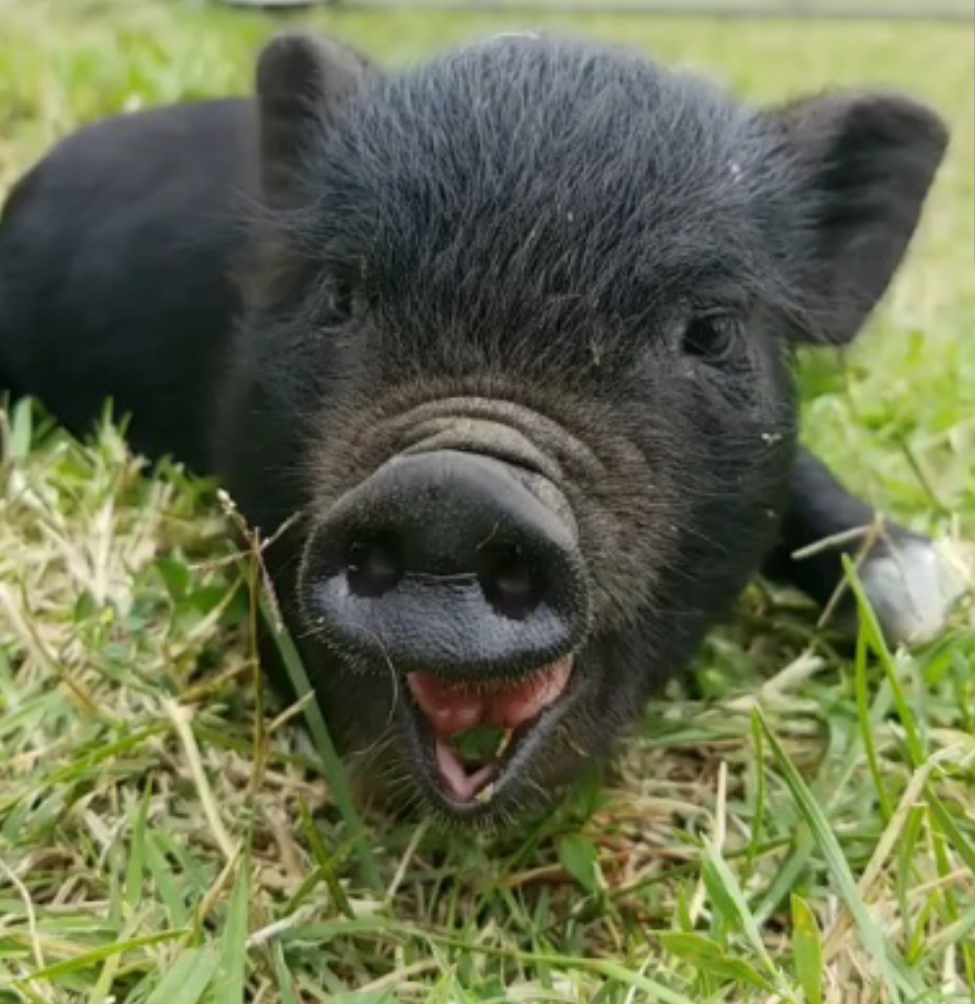 Potbelly Pig