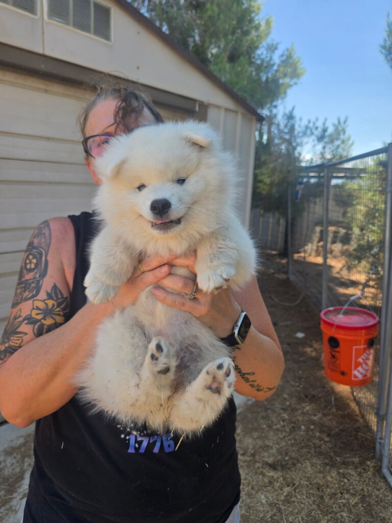 American Eskimo
