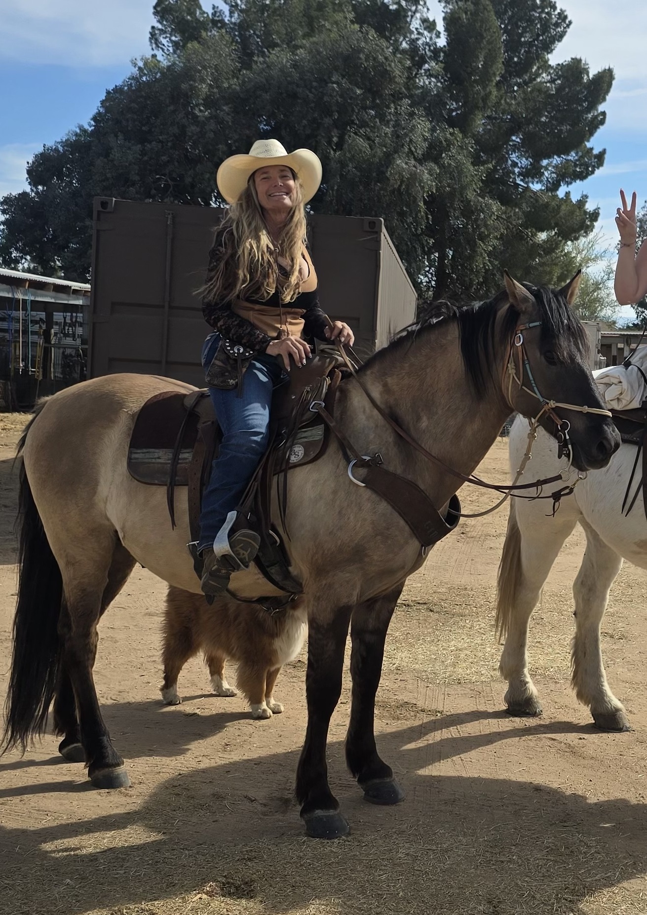 Rocky Mountain Gaited Horse