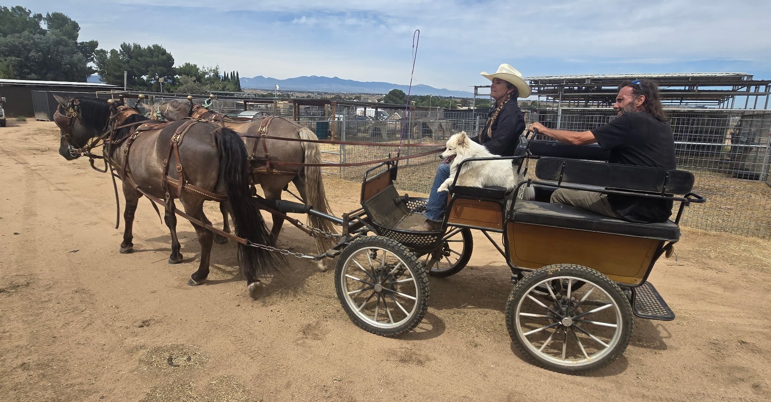 Rocky mountain gaited wagon